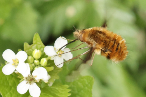 Dark-edged Bee-fly Bombylius major