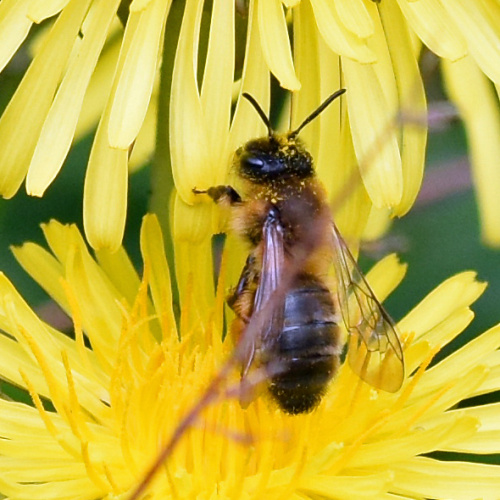 Buffish Mining Bee Andrena nigroaenea