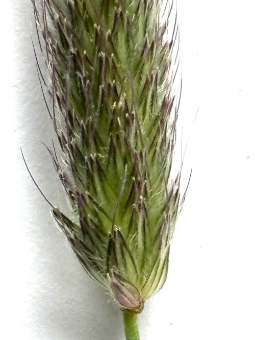 Meadow Foxtail | NatureSpot