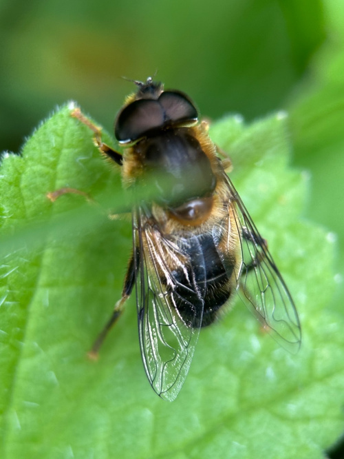 Eristalis pertinax