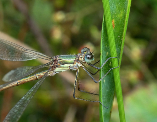 Emerald Damselfly Lestes sponsa