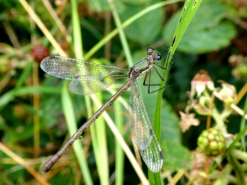Emerald Damselfly Lestes sponsa