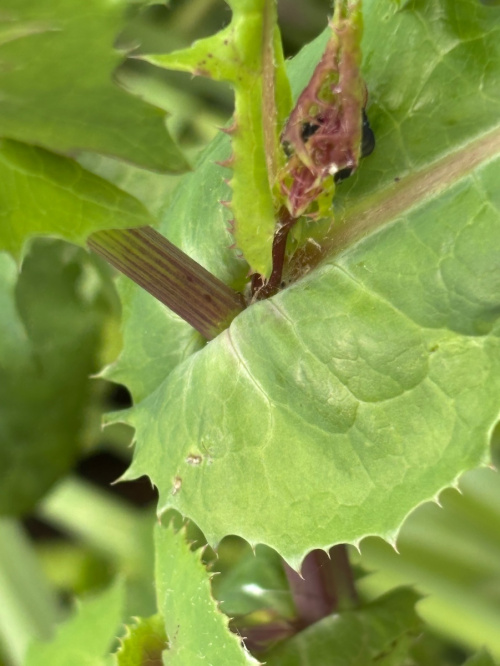 Smooth Sow-thistle Sonchus oleraceus