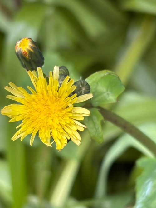 Smooth Sow-thistle Sonchus oleraceus