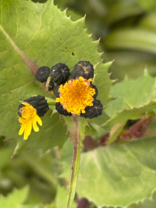Smooth Sow-thistle Sonchus oleraceus