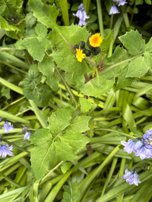 Smooth Sow-thistle Sonchus oleraceus