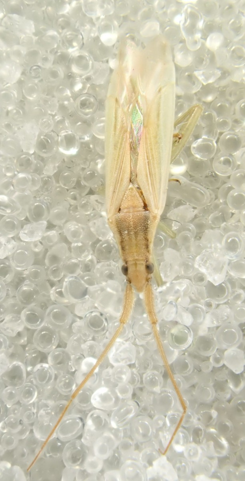  Stenodema (Stenodema) laevigata