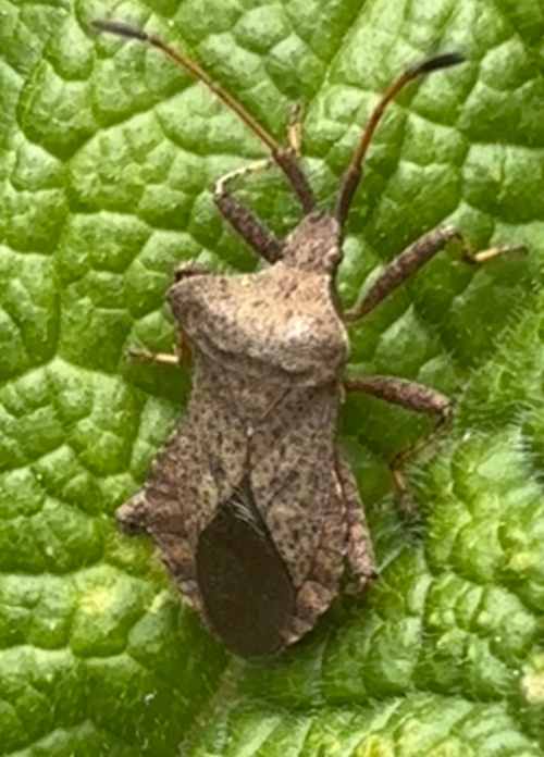 Dock Bug Coreus marginatus