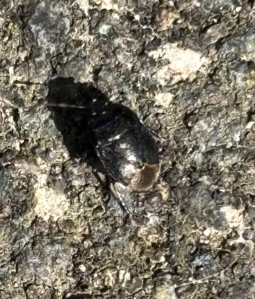 Forget-me-not Shieldbug Sehirus luctuosus