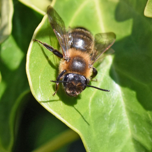 Chocolate Mining Bee Andrena scotica