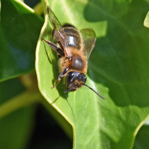 Chocolate Mining Bee Andrena scotica