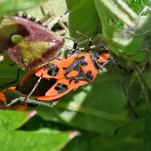  Corizus hyoscyami
