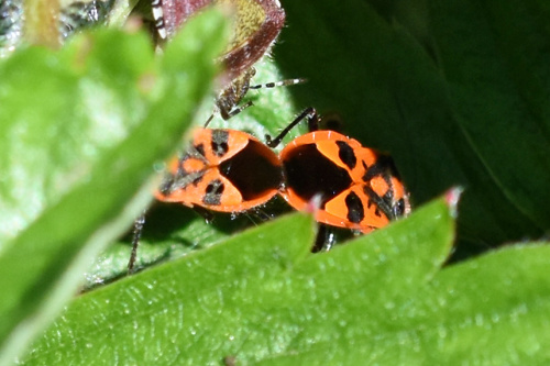  Corizus hyoscyami