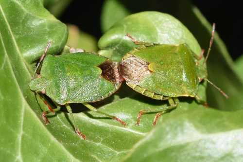 Green Shieldbug Palomena prasina