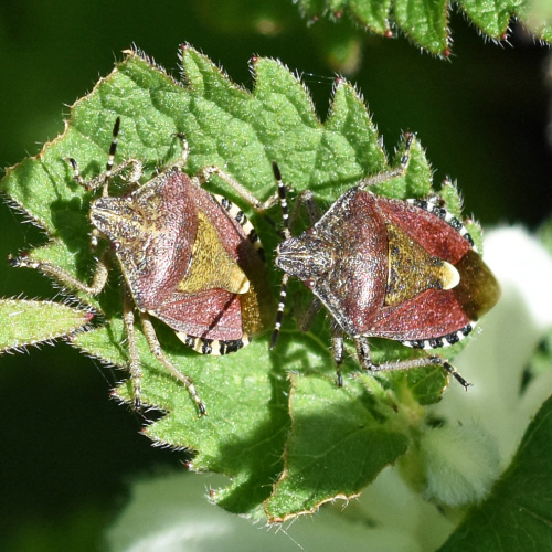 Hairy Shieldbug Dolycoris baccarum