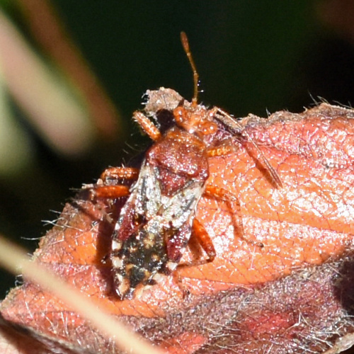  Rhopalus (Rhopalus) subrufus