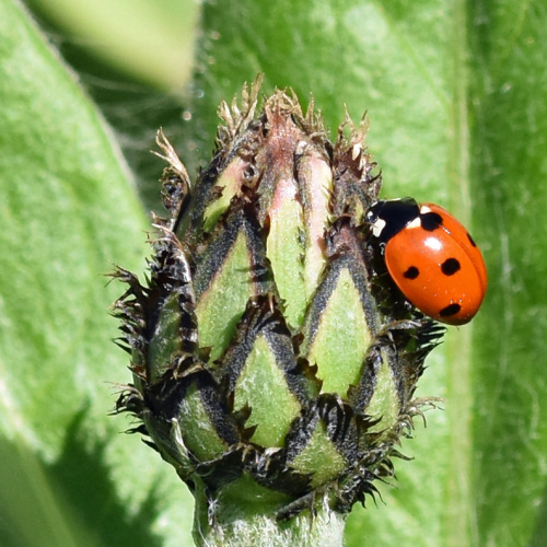 7-spot Ladybird Coccinella septempunctata