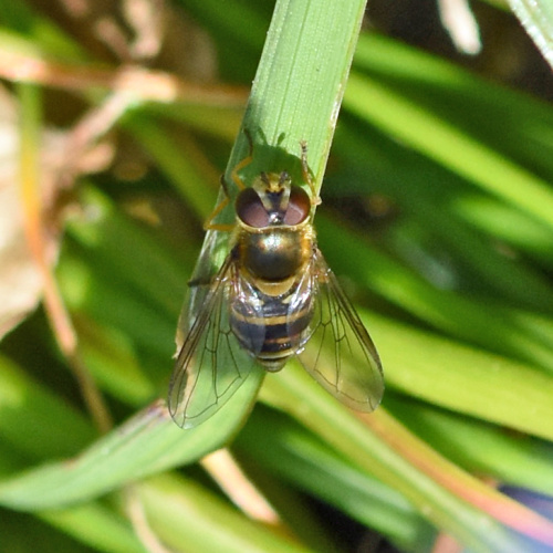  Syrphus