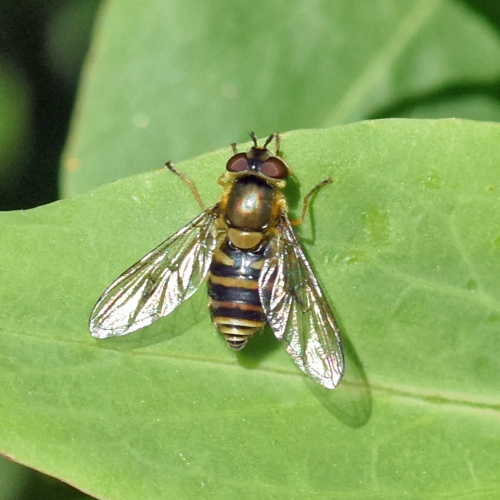  Syrphus