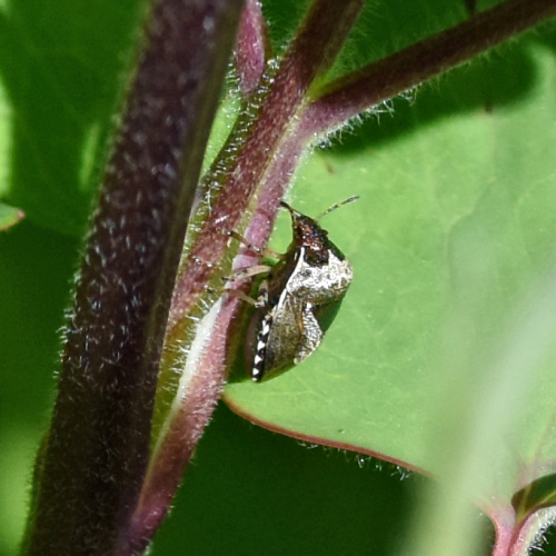 Woundwort Shieldbug Eysarcoris venustissimus