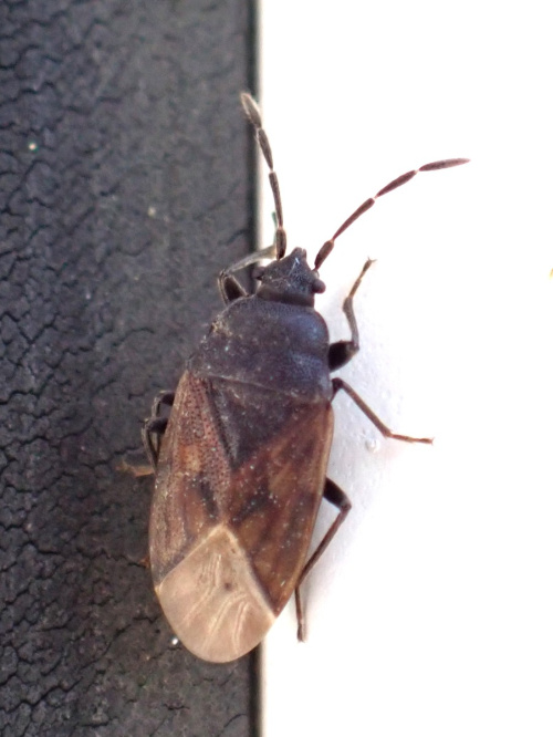  Drymus (Sylvadrymus) sylvaticus