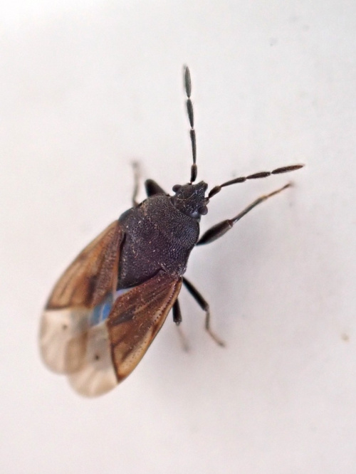  Drymus (Sylvadrymus) sylvaticus