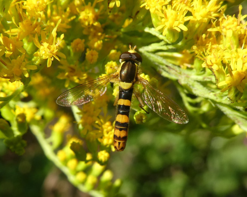  Sphaerophoria scripta