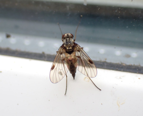 Black Snipefly Chrysopilus cristatus