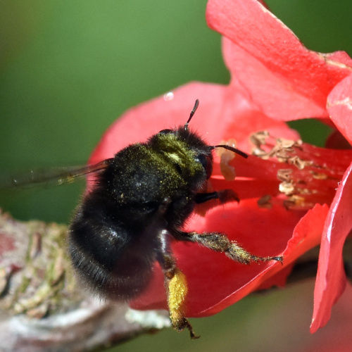 Hairy-footed Flower Bee Anthophora plumipes