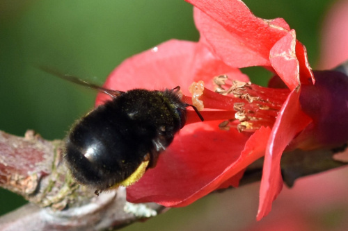 Hairy-footed Flower Bee Anthophora plumipes