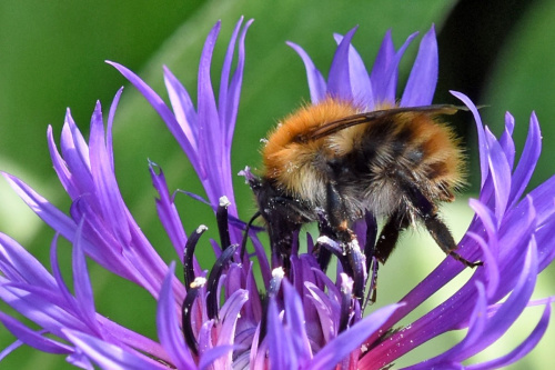 Common Carder Bee Bombus pascuorum