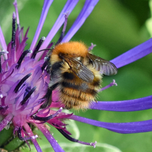 Common Carder Bee Bombus pascuorum