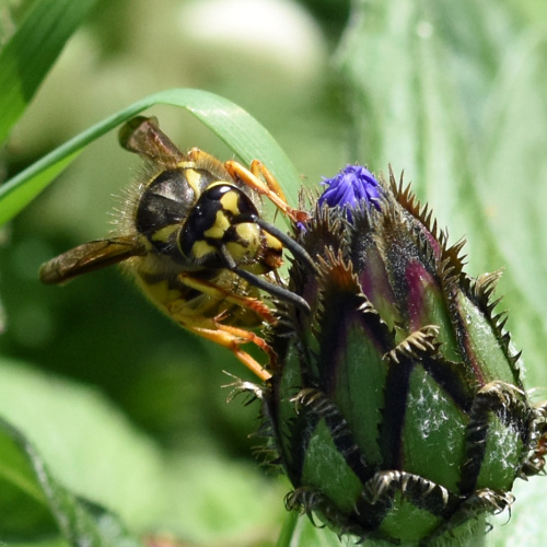 German Wasp Vespula germanica