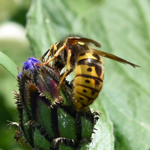 German Wasp Vespula germanica