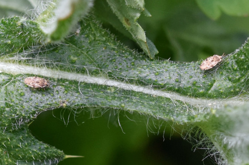 Spear Thistle Lacebug Tingis (Tingis) cardui
