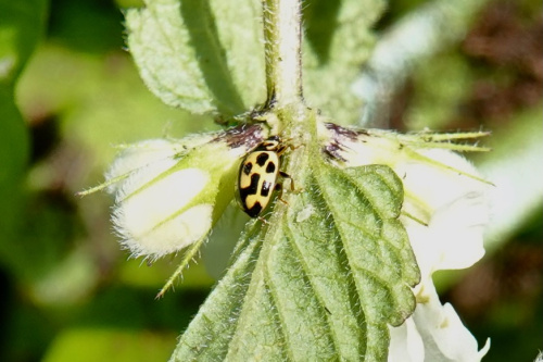 14-spot Ladybird Propylea quattuordecimpunctata