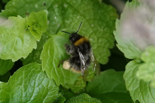 Early Bumblebee Bombus pratorum
