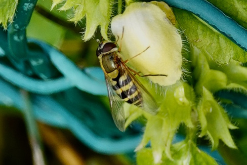  Syrphus ribesii