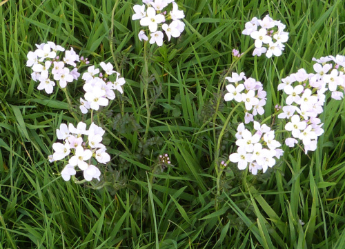 Cuckooflower Cardamine pratensis