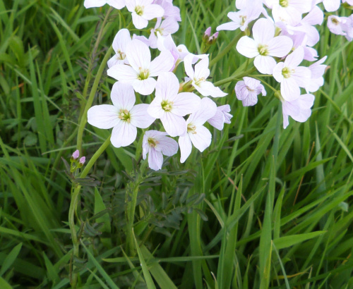 Cuckooflower Cardamine pratensis