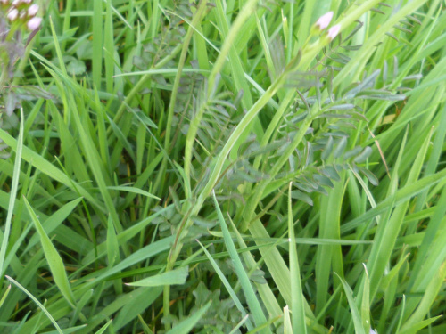 Cuckooflower Cardamine pratensis