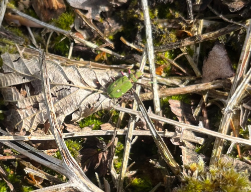 Green Tiger Beetle Cicindela campestris