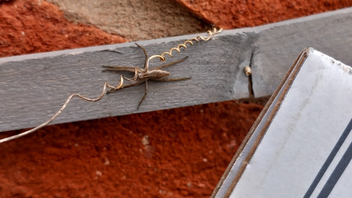 Tent Spider Pisaura mirabilis