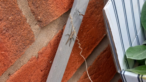 Tent Spider Pisaura mirabilis