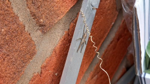 Tent Spider Pisaura mirabilis