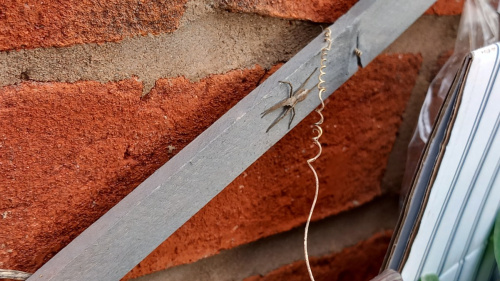 Tent Spider Pisaura mirabilis