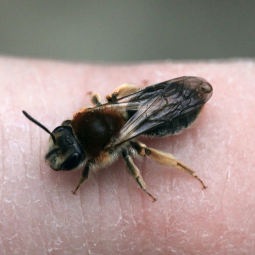 Orange-tailed Mining Bee Andrena haemorrhoa