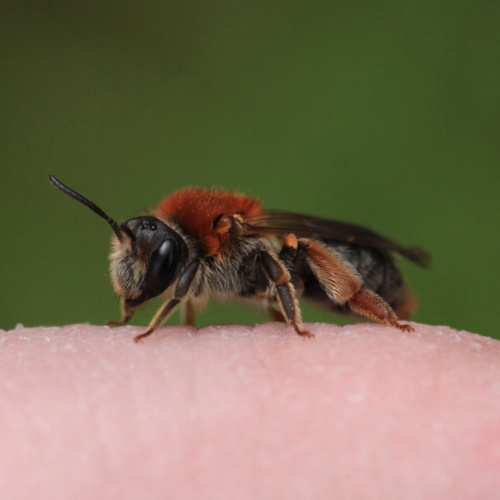Orange-tailed Mining Bee Andrena haemorrhoa