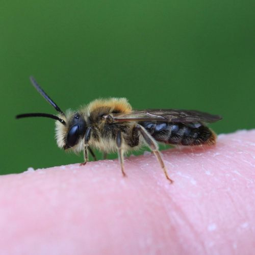 Orange-tailed Mining Bee Andrena haemorrhoa