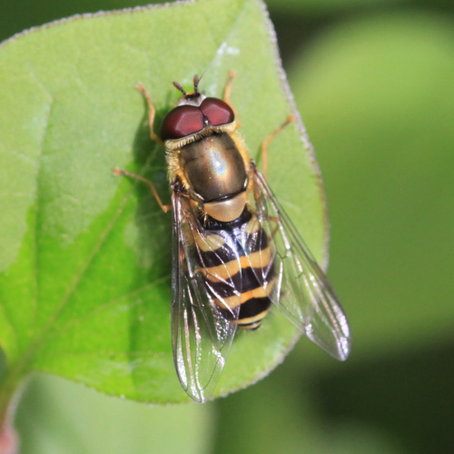  Syrphus